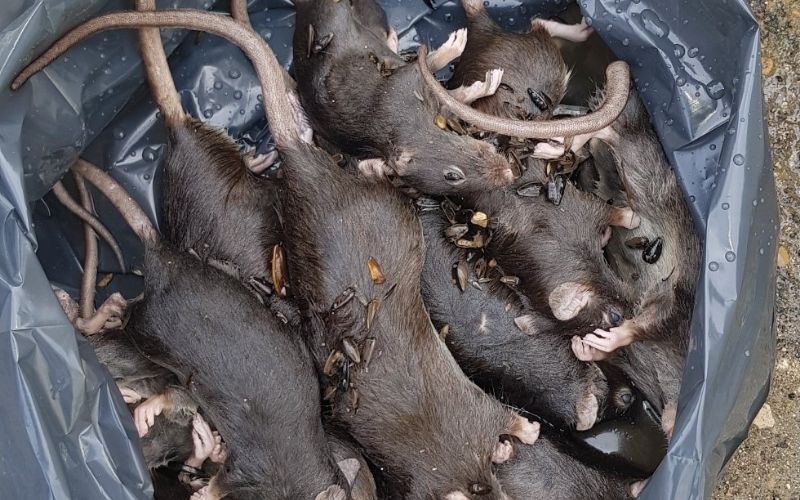 Dératisation souris dans un immeuble
